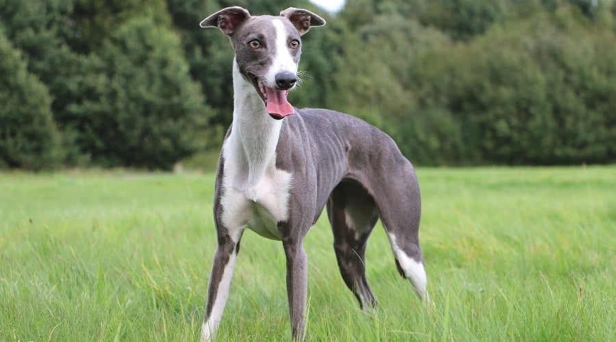 Skinny Gray and White Dog Standing in Grass