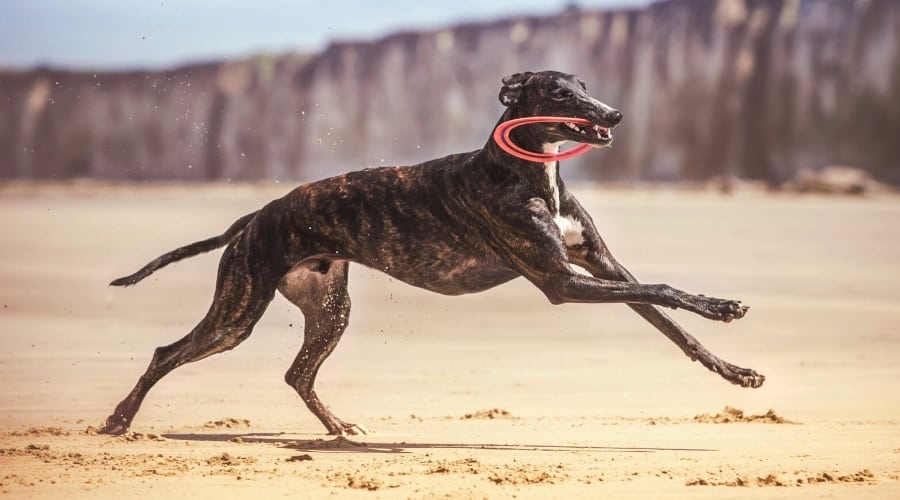 Skinny Tall Brindle Dog Running with Toy