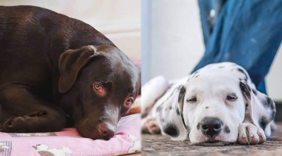 Sleeping Brown and Spotted Dogs