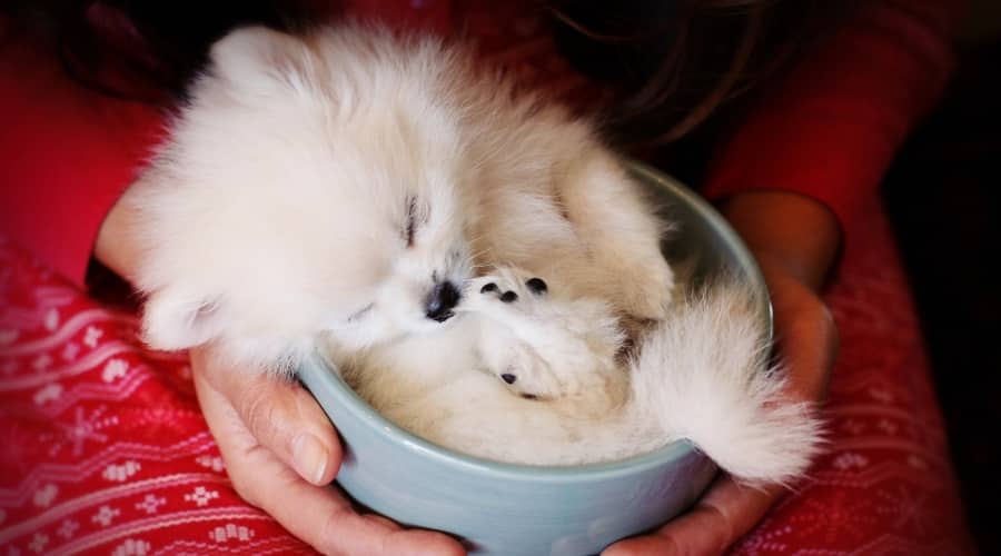 Sleeping Puppy in a Teacup