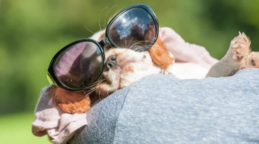 Sleeping spaniel puppy wearing sunglasses