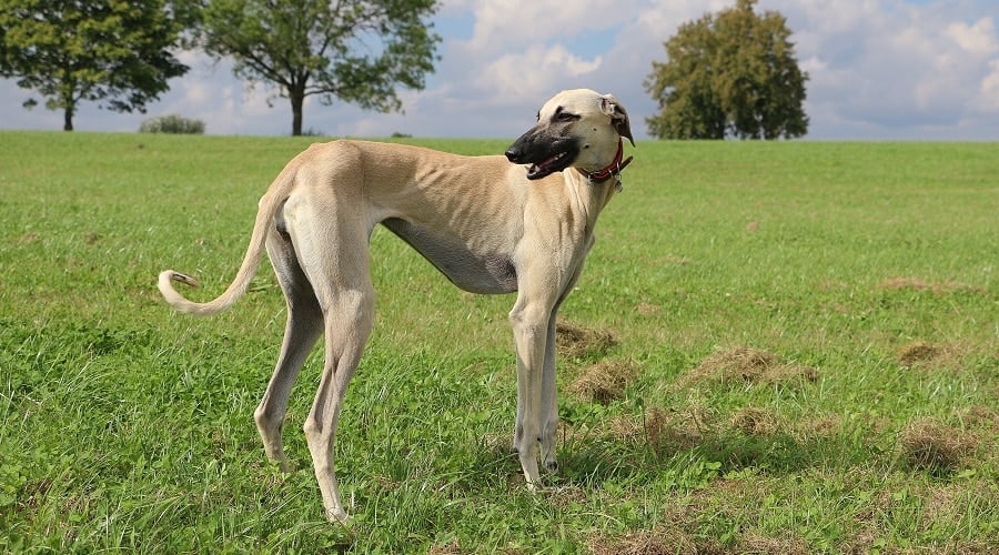Sloughi Dog