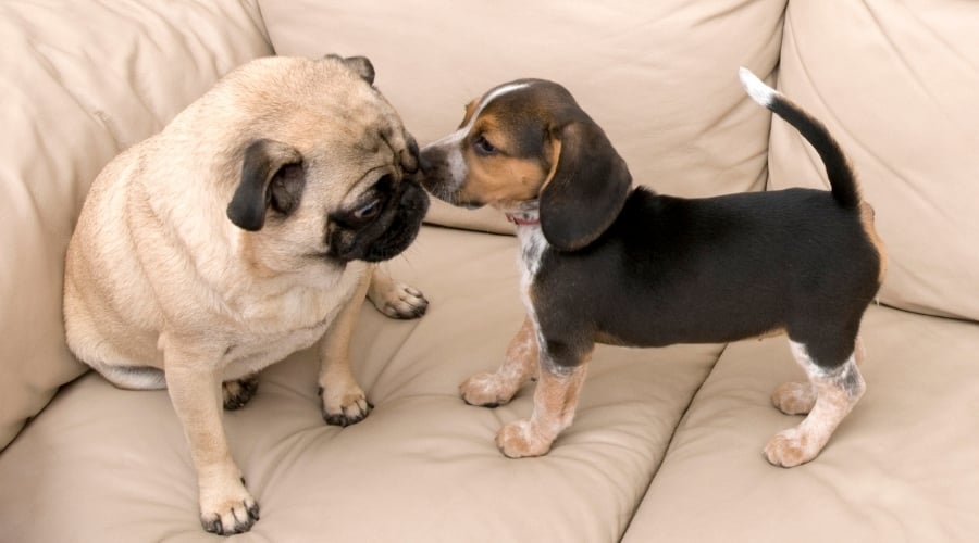 Small Beagle Puppy Licks the Face of Sitting Pug Dog
