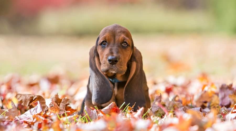 Small Bi Color Basset Hound Dog