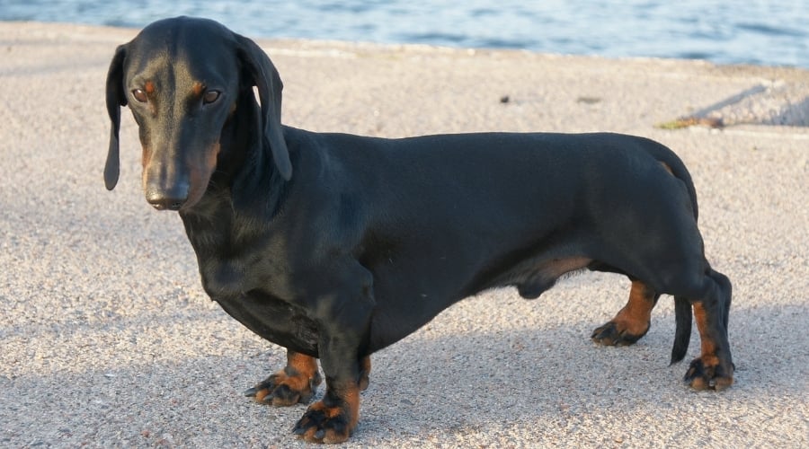 Small Black Dachshund