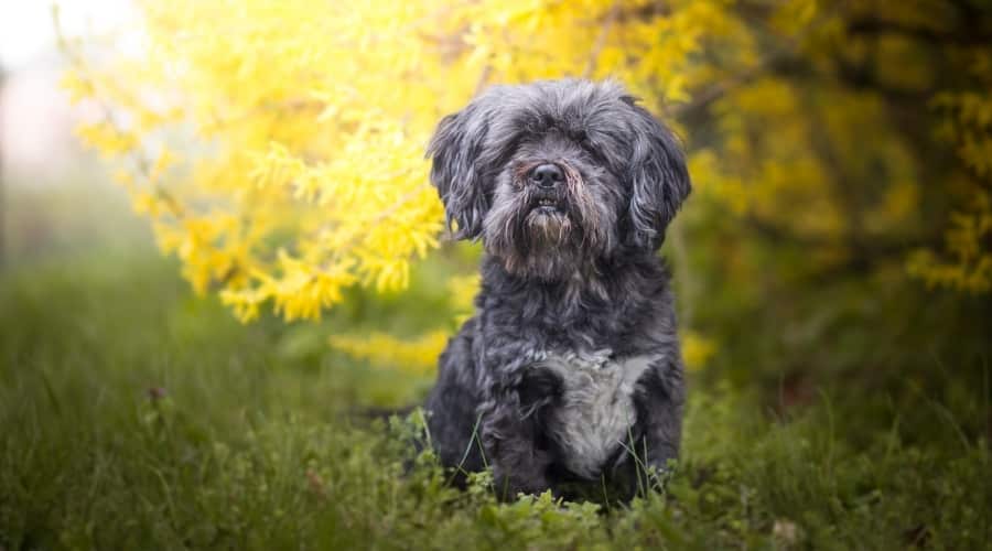 Small Black Dog Next to Yellow Flowers