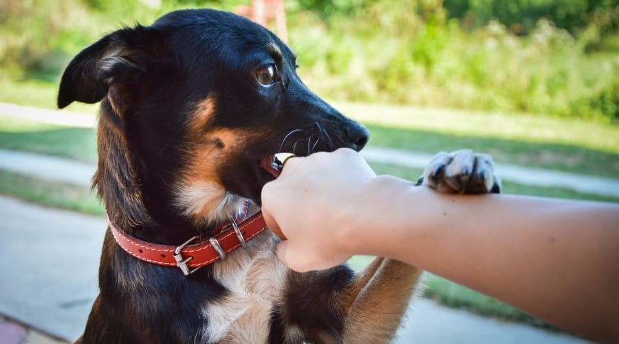 Small dog mouthing hand.