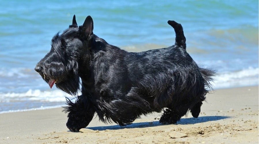 Small Black Dog Running on Beach