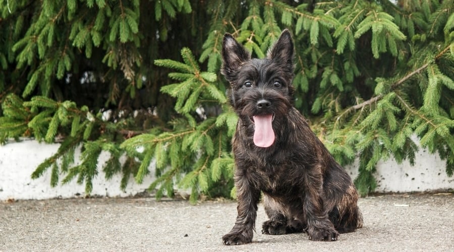 Small Black Dog With Tongue Out