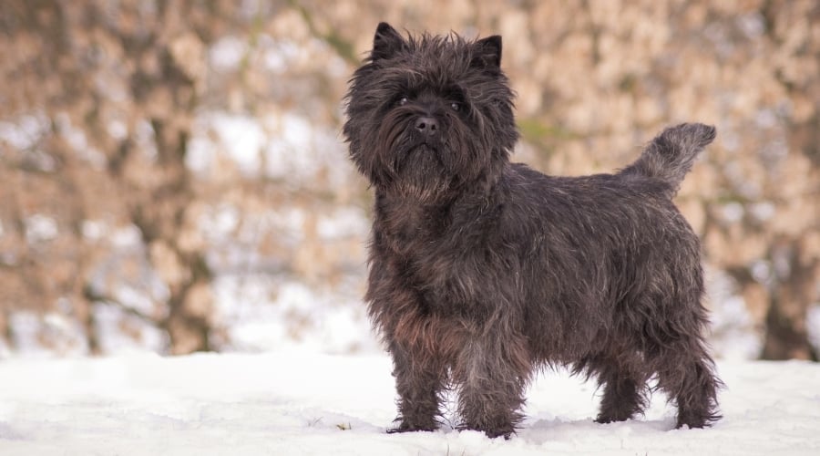 Small Black Dog in Snow