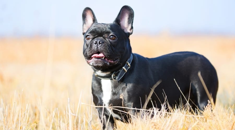 French Bulldog standing in a field.