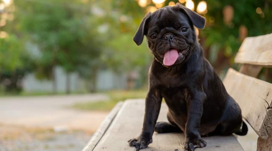 Small Black Dog on Bench