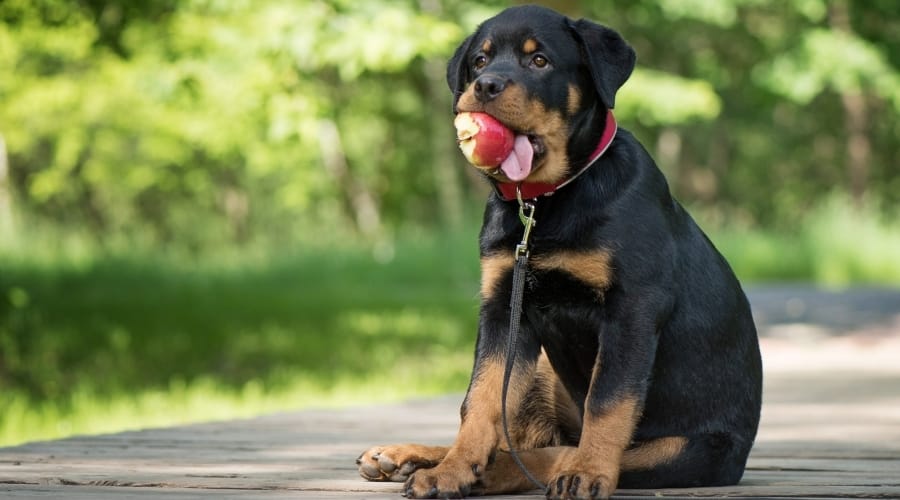 Small Black Dog with Apple in Mouth