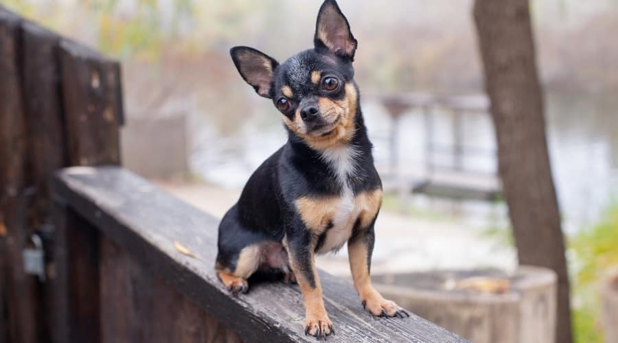 Small Black Chihuahua Dog