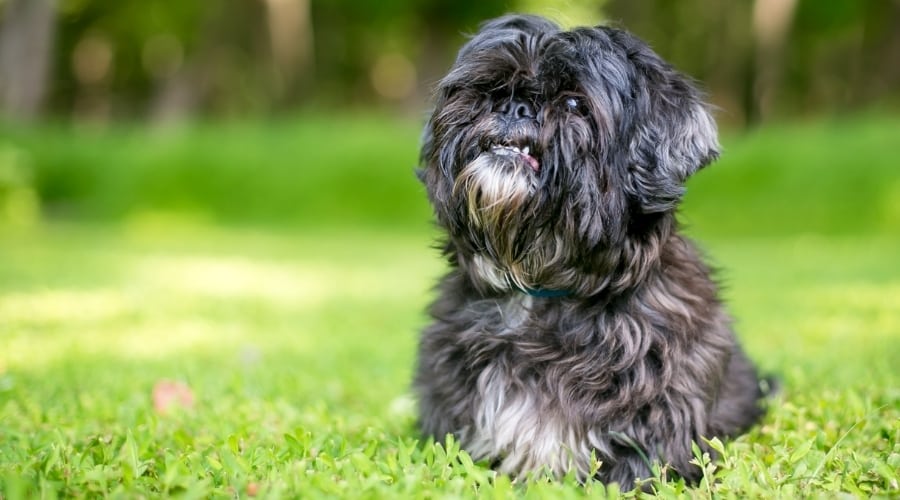 Small Black Fluffy Dog Laying in Grass