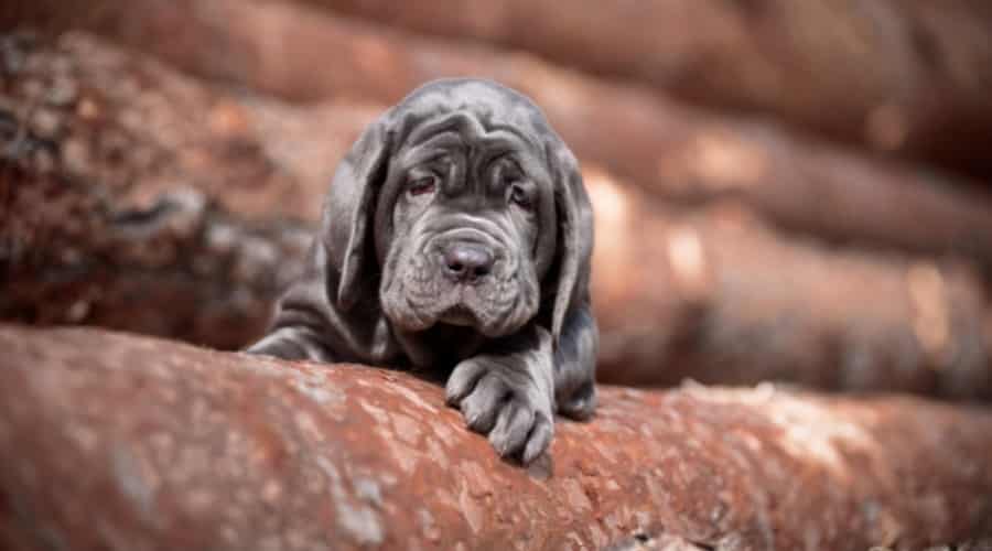 Small Black Puppy