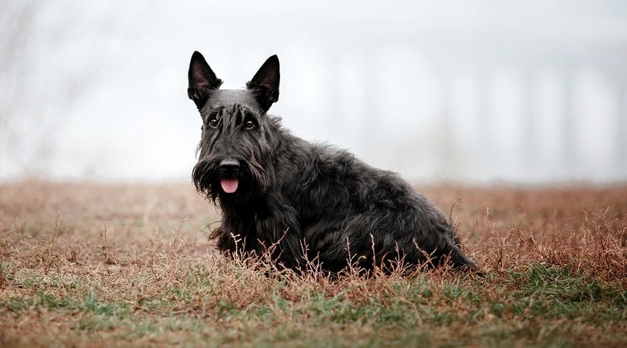 Small Black Scottish Terrier