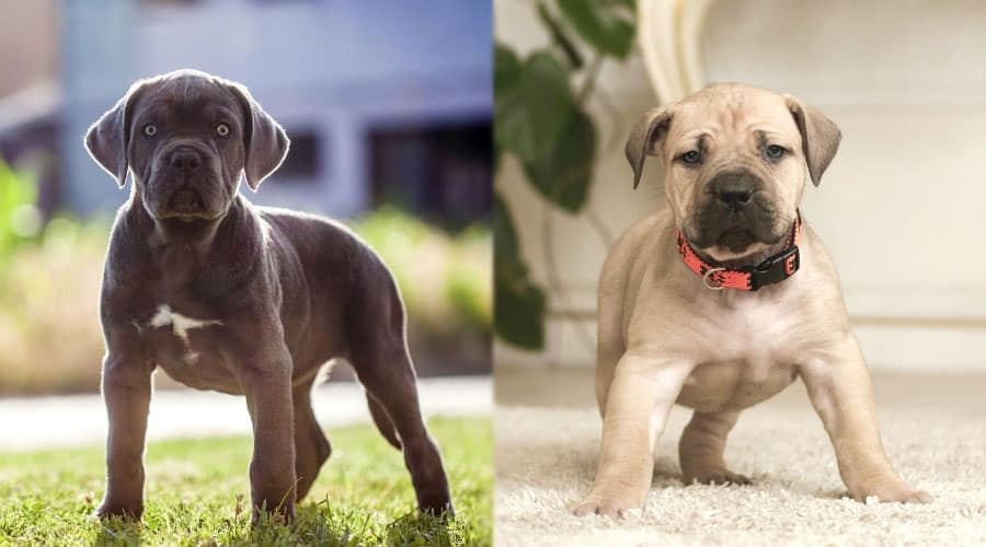 Small Black and Fawn Puppies Standing