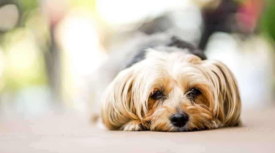 Small Black and Gold Yorkie Lying on the Ground