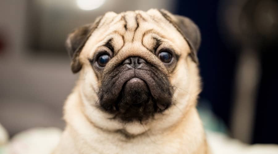 Small Black and Tan Dog Looking at Camera