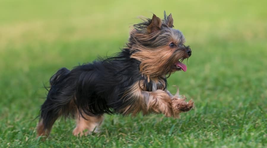 Small Black and Tan Yorkie Running Outside