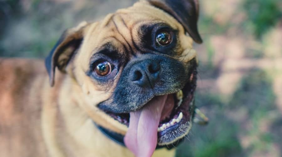 Small Black and Tan Dog Smiling with Tongue Out