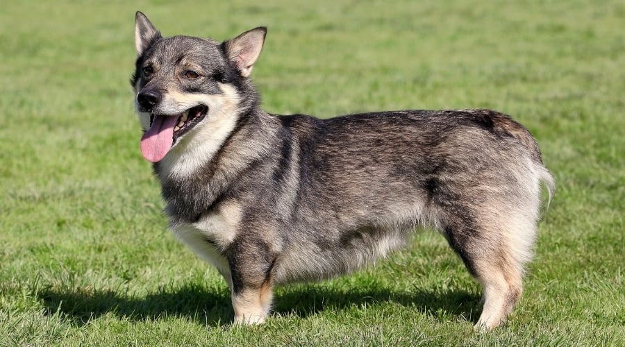 Small Black and Tan Dog With Short Legs