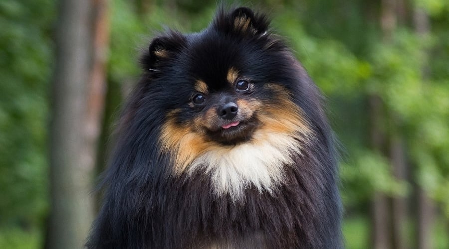 Small Black and Tan Pomeranian