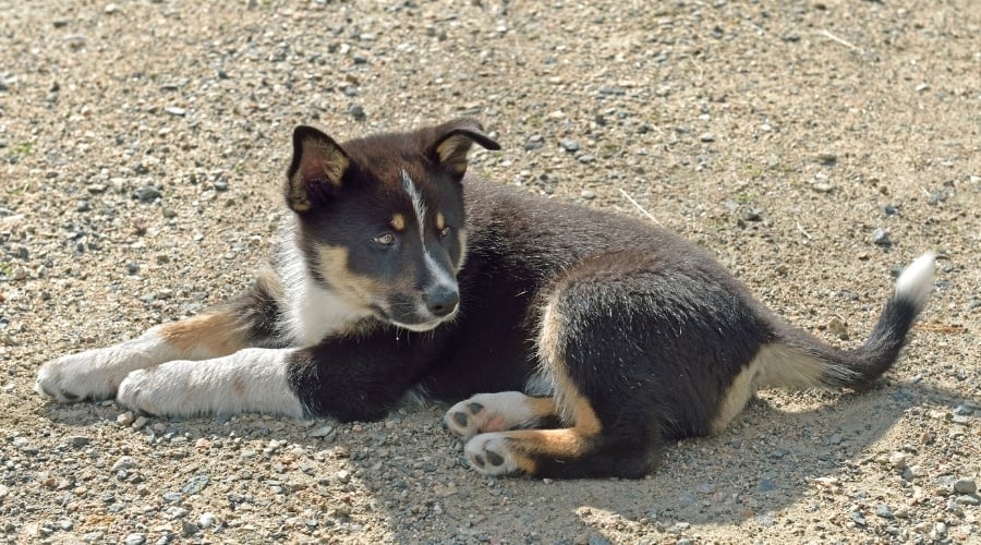 Small Black and Tan Puppy Laying in Gravel