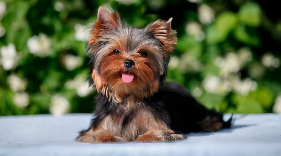 Small Black and Tan Yorkie Puppy Panting