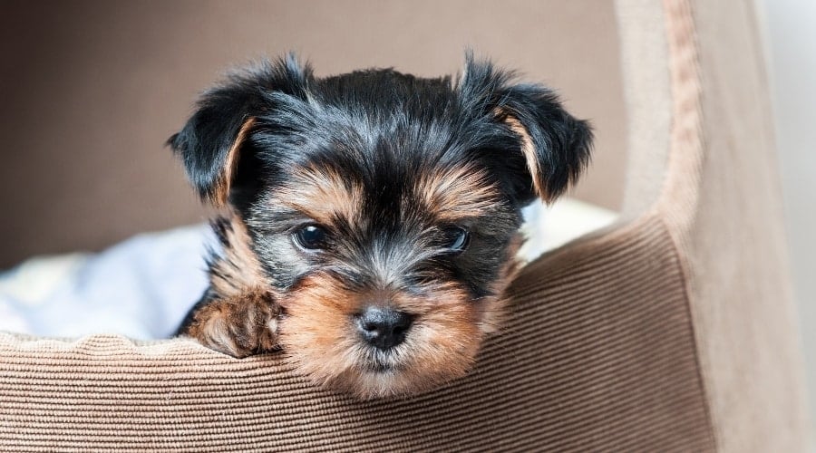 Small Black and Tan Puppy Yorkie Peaking Out From a Dog Bed