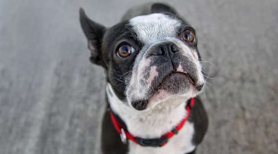 Small Black and White Dog Looking in Camera