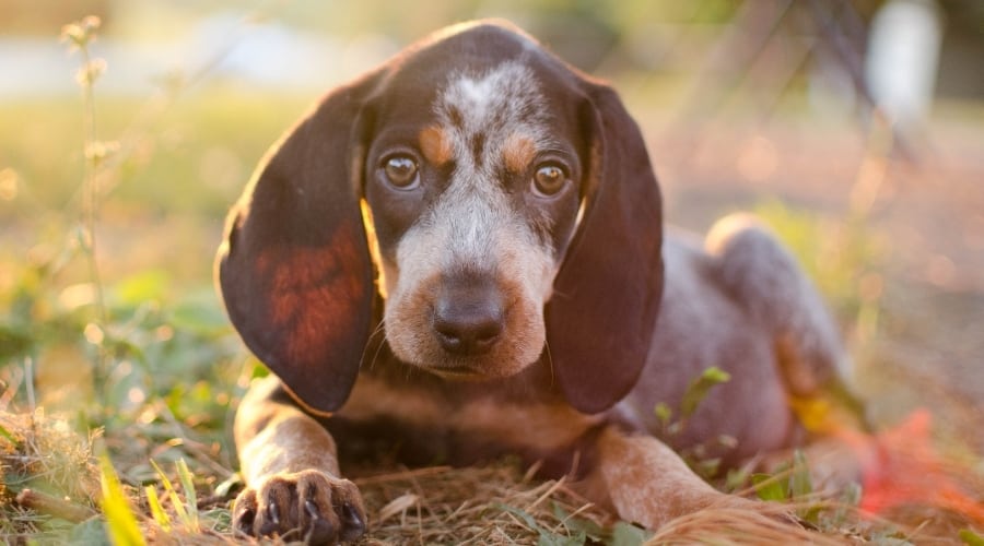 Small Black and White Spotted Puppy
