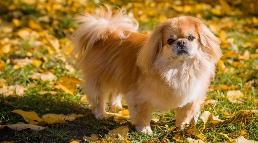 Small Blond Dog on an Autumn Day