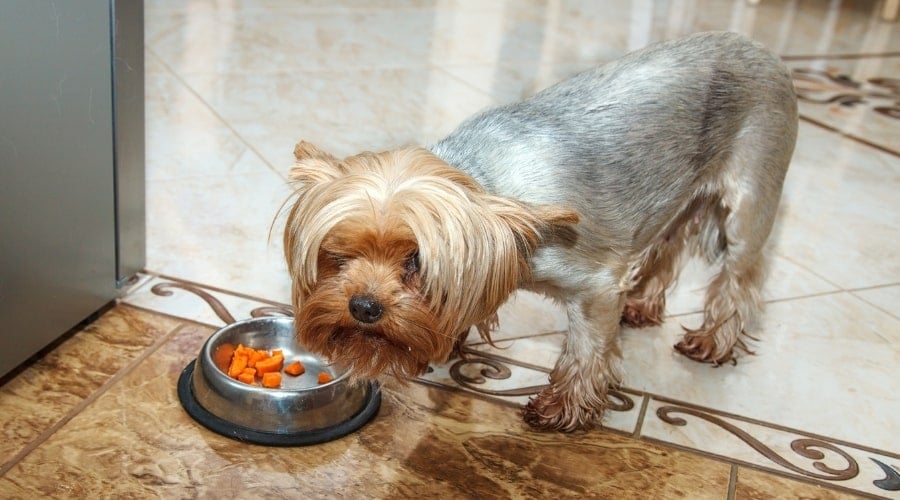Small Blue and Gold Yorkie Eating Carrots from a Dog Bowl