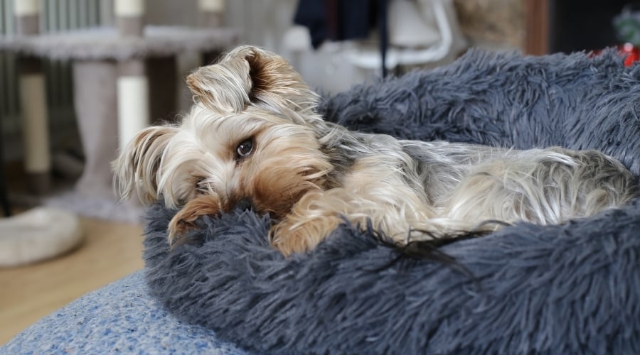 Small blue and tan dog resting on a fluffy bed.