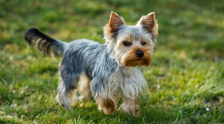 Small Blue and Tan Dog Walking in Grass