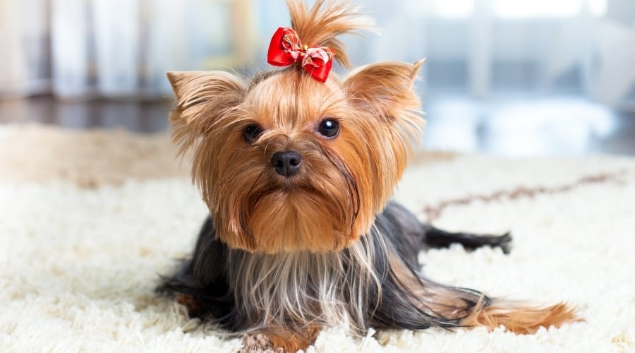 Small Blue and Tan Yorkie With a Red Bow