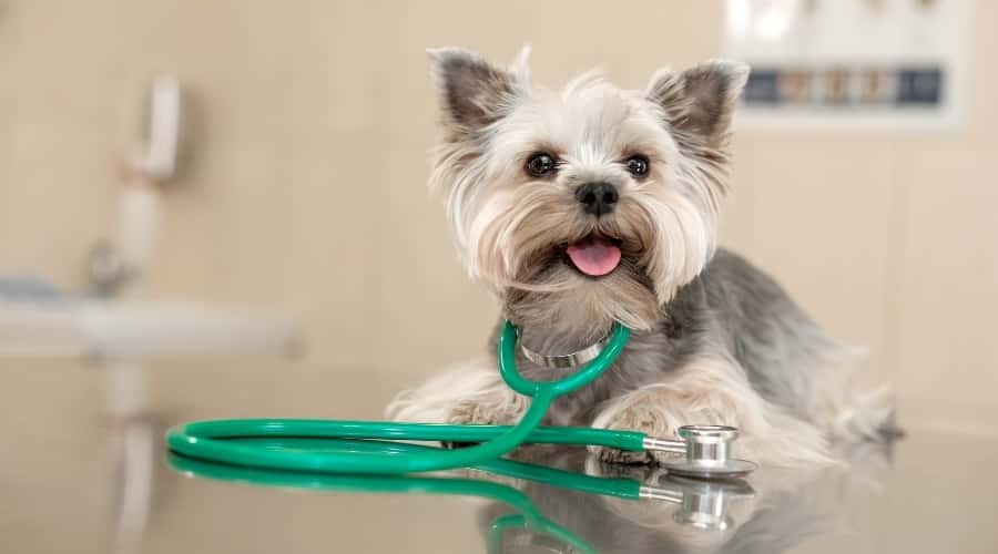 Small Blue and Tan Yorkie on a Vet Table