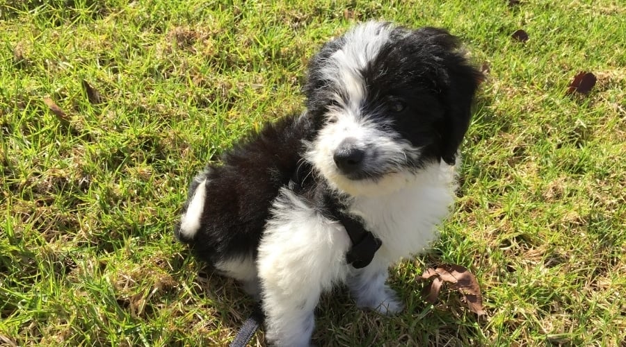 Small Bordoodle Puppy