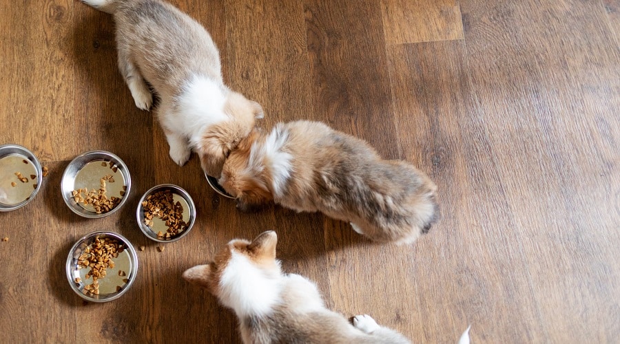 Small Breed Puppies Eating