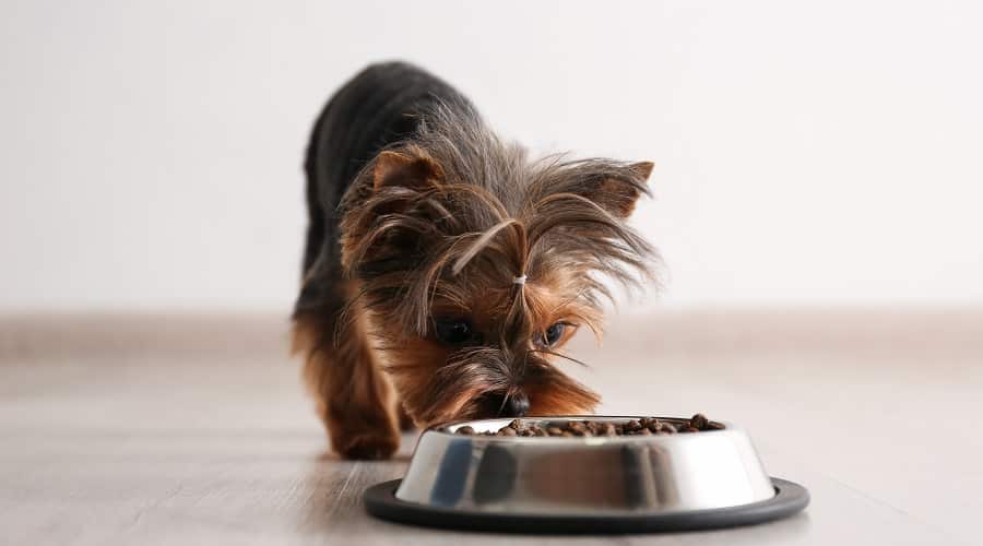 Small Breed Puppy Eating Dog Food