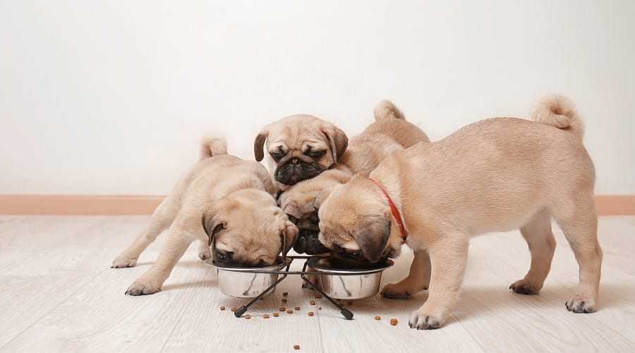 Small Breed Puppy Nutrients in Food