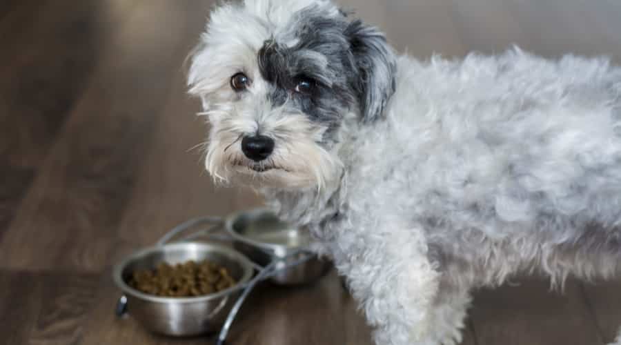 Small Breed Waiting For Food