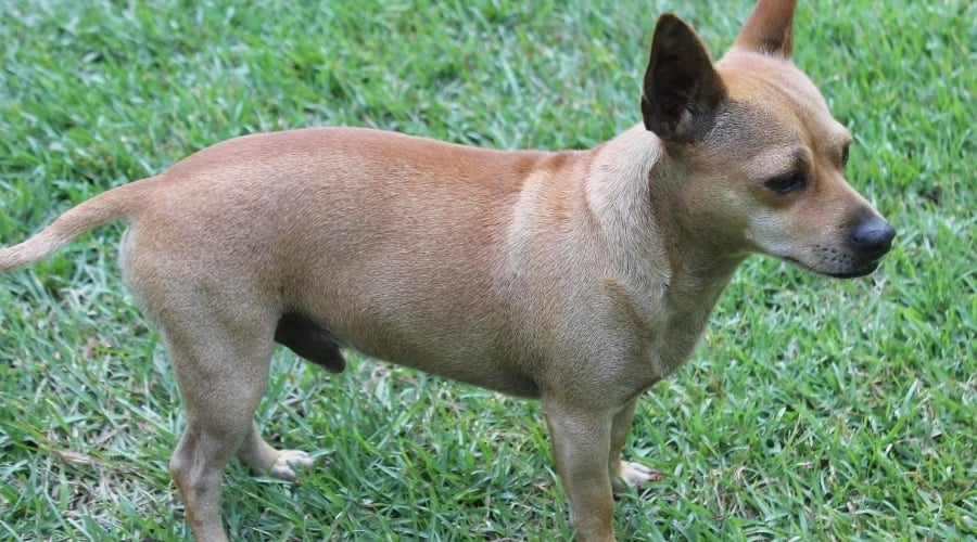 Small Brown Dachshund Chihuahua Mix
