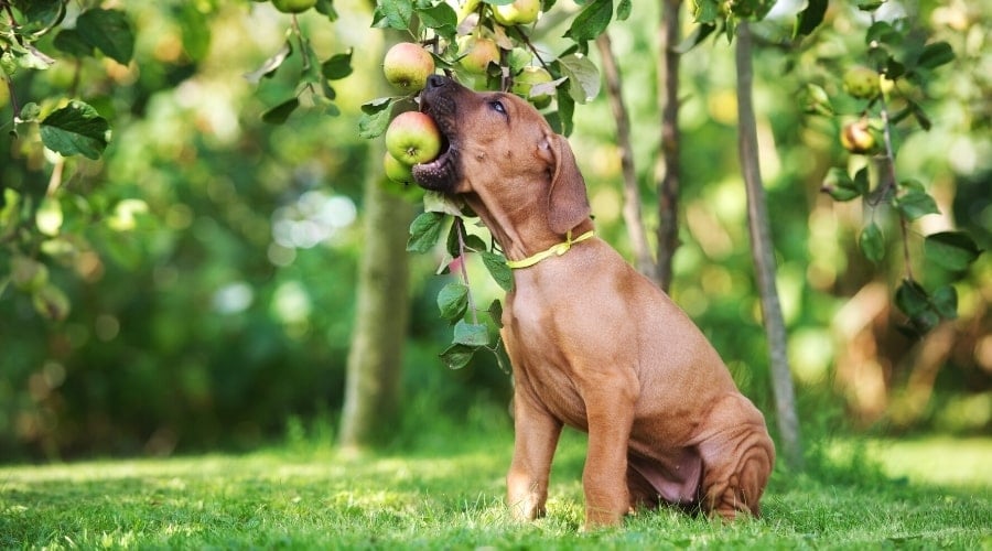 Can Dogs Eat Apples? Are Apples Safe or Toxic to Dogs? - Canine Journal - Can Green Apples Be Poisonous To Small Dogs