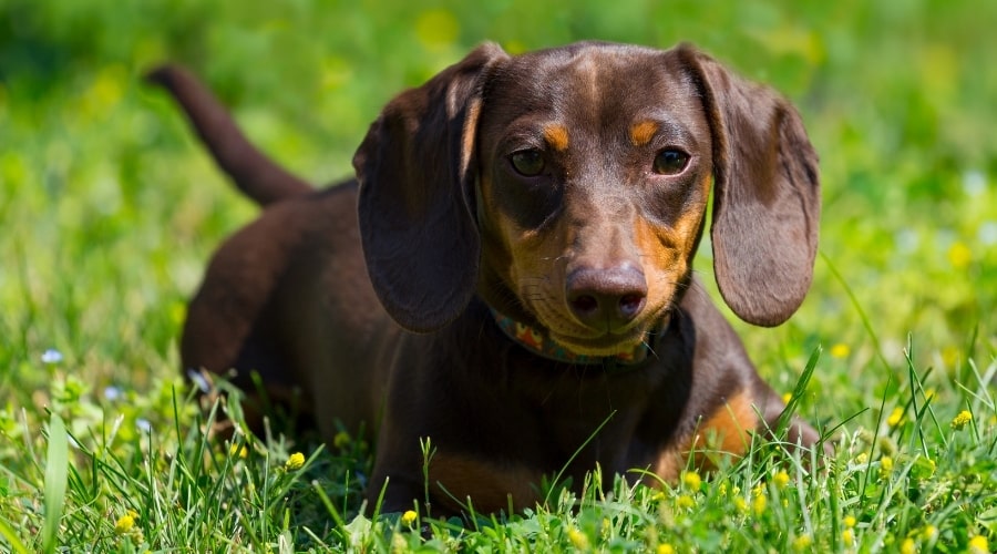 Small Brown Dog in Grass Outdoors
