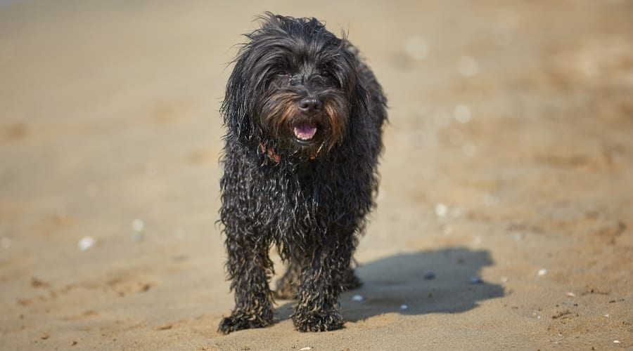 Small Brown Dog on Beach