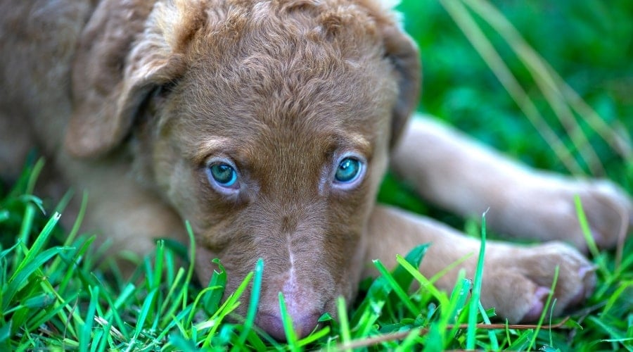 Small Brown Dog with Blue Eyes