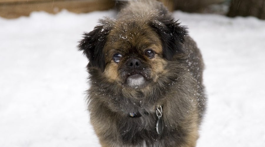 Small Brown Fluffy Dog in Snow